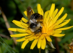 Andrena cineraria