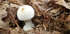 Amanita polypyramis