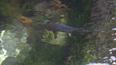 Salvelinus fontinalis