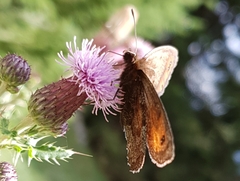 Erebia pronoe