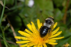 Andrena cineraria