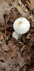 Amanita polypyramis