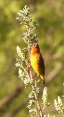 Ploceus capensis