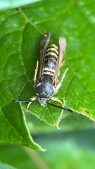 Pennisetia marginatum