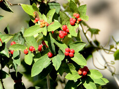 Lonicera