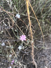 Stephanomeria