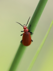 Pyrochroa serraticornis