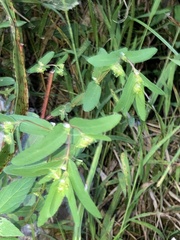 Euphorbia nutans