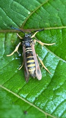 Pennisetia marginatum