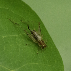 Anaxipha exigua