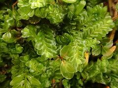 Liochlaena lanceolata