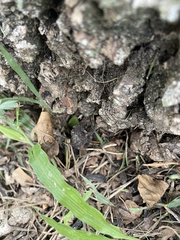 Bufonidae