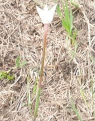 Zephyranthes chlorosolen