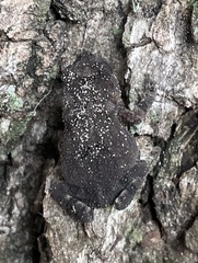 Bufonidae