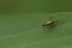 Anaxipha exigua