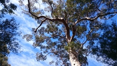 Eucalyptus diversicolor