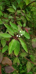 Cornus alba