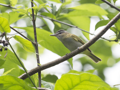 Vireo chivi