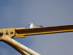 Larus michahellis