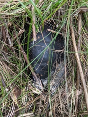 Emydoidea blandingii