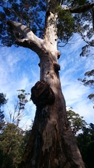 Eucalyptus diversicolor