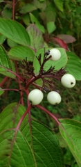 Cornus alba
