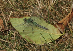 Erythemis collocata