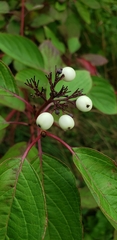 Cornus alba
