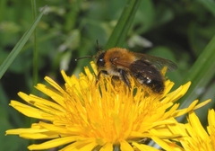 Andrena haemorrhoa