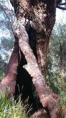 Eucalyptus jacksonii