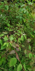Cornus alba