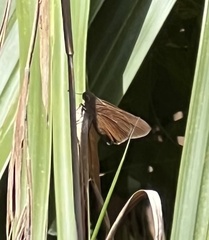 Asbolis capucinus