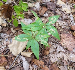Lysimachia borealis