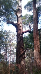 Eucalyptus jacksonii