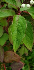 Cornus alba