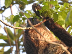 Choloepus didactylus