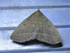 Zanclognatha marcidilinea