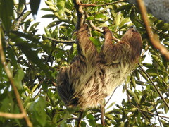 Choloepus didactylus