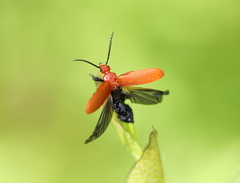 Pyrochroa serraticornis