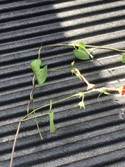 Ipomoea coccinea