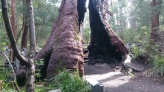 Eucalyptus jacksonii