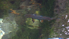 Salvelinus fontinalis