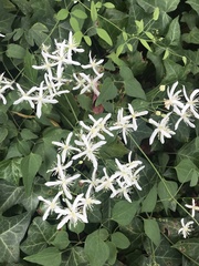 Clematis flammula