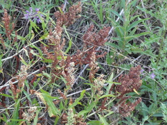 Rumex triangulivalvis