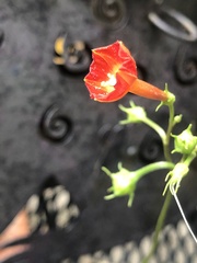 Ipomoea coccinea