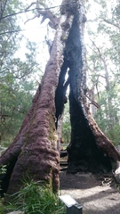 Eucalyptus jacksonii