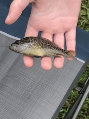 Lepomis gulosus