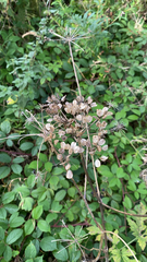 Heracleum sphondylium