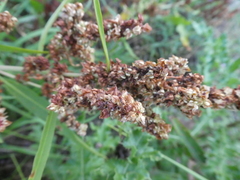 Rumex triangulivalvis