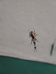 Zosis geniculata